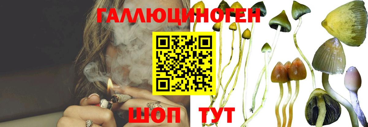 Гатчина  Псилоцибиновые грибы прущие грибы  Вход с VPN 